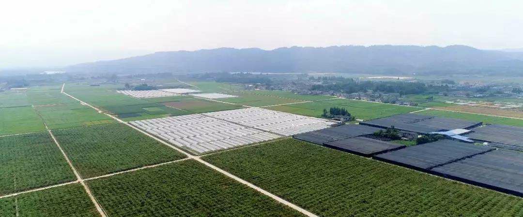 四川省陽平種牛場獲評省級動物(wù)疫病淨化場