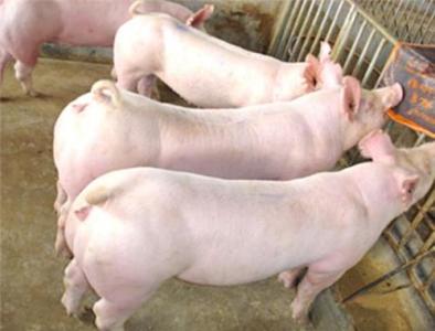 中(zhōng)國(guó)仔豬飼料市場研究專項報告